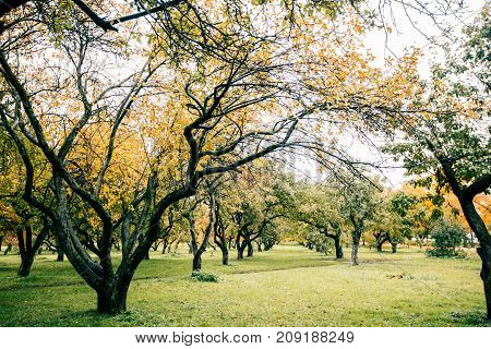 Green autamn trees in the park in october. Vintage color. Retro style image.