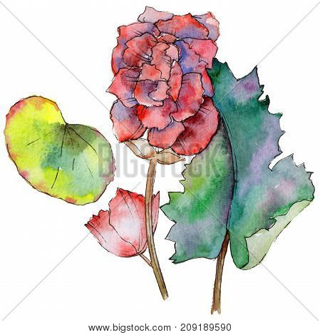 Wildflower begonia flower in a watercolor style isolated. 