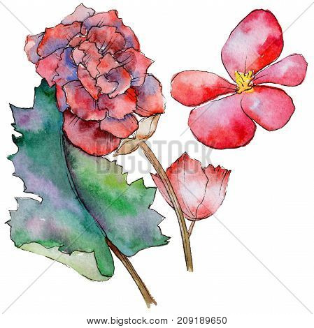 Wildflower begonia flower in a watercolor style isolated.