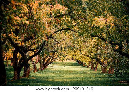 Green autamn trees in the park in october. Vintage color. Retro style image.