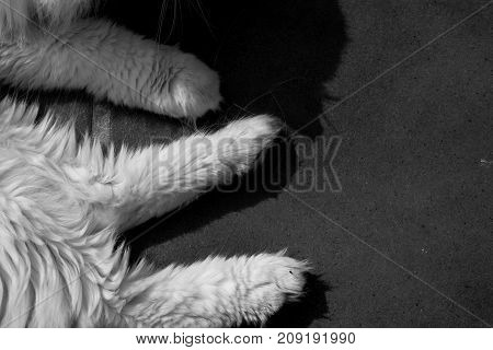 Turkish Angora. White cat. A seventeen-year-old cat relaxes and enjoys life. Black and White.
