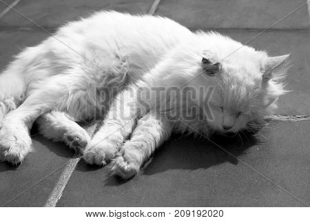 Turkish Angora. White cat. A seventeen-year-old cat relaxes and enjoys life. Black and White.