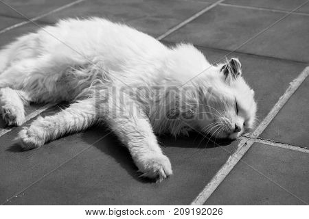 Turkish Angora. White cat. A seventeen-year-old cat relaxes and enjoys life. Black and White.
