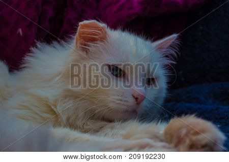 Turkish Angora. White cat. A seventeen-year-old cat relaxes and enjoys life.