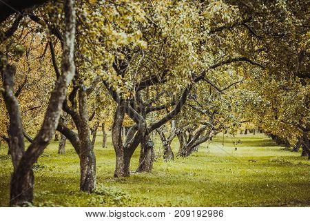 Green autamn trees in the park in october. Vintage color. Retro style image.