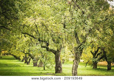 Green autamn trees in the park in october. Vintage color. Retro style image.