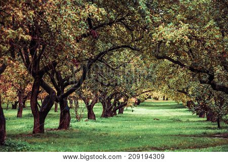 Green autamn trees in the park in october. Vintage color. Retro style image.