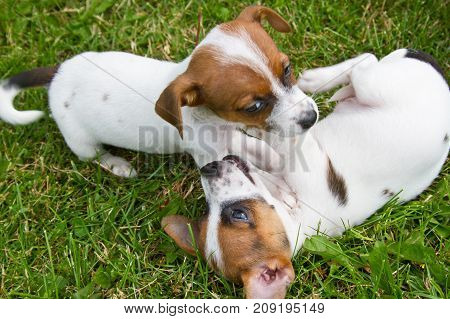 Little puppys are walking and playing on the street in the grass