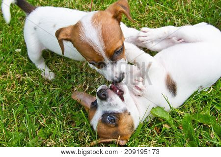 Little puppys are walking and playing on the street in the grass
