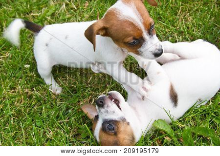 Little puppys are walking and playing on the street in the grass