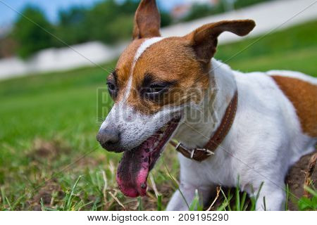 Portrait of a dog on the street 