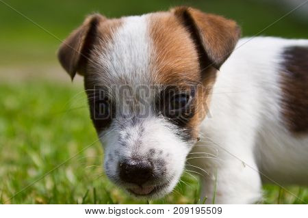 Portrait of a dog on the street 