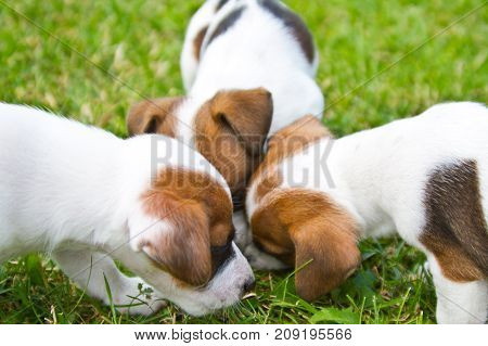 Little puppys are walking and playing on the street in the grass