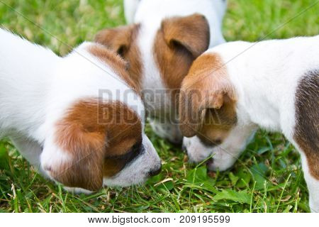 Little puppys are walking and playing on the street in the grass