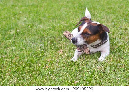 Dog jack Russell Terrier bites a stick lying on the grass