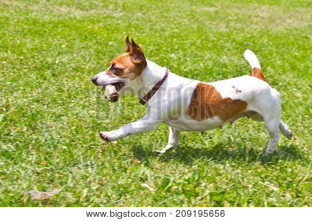 dog running with a stick in the mouth is playing