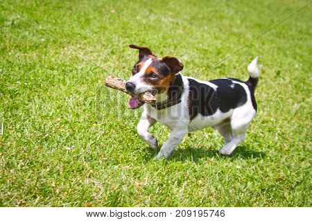 dog running with a stick in the mouth is playing