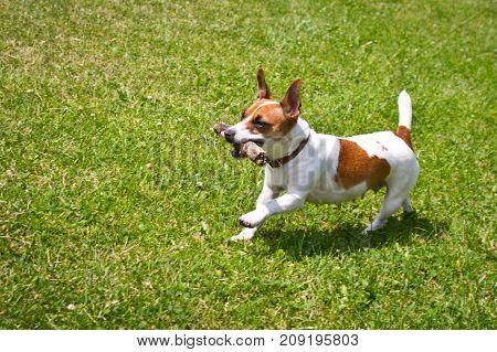 dog running with a stick in the mouth is playing