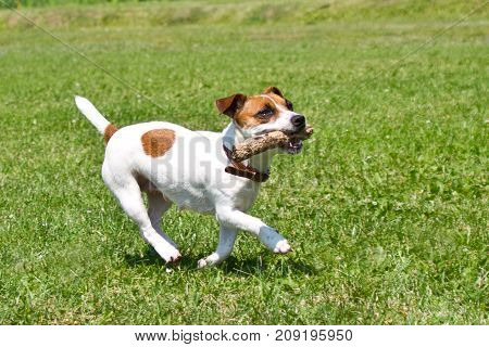 dog running with a stick in the mouth is playing