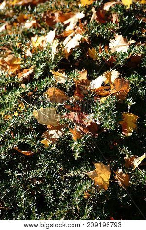 A green shrub with many yellow autumn leaves on the branches.