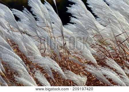 Cortaderia thicket