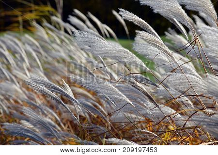 Cortaderia thicket