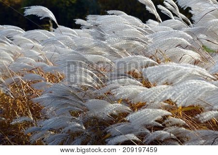 Cortaderia thicket