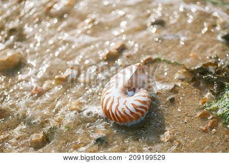 British summer  beach with nautilus pompilius sea shell