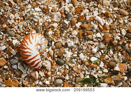 British summer  beach with nautilus pompilius sea shell