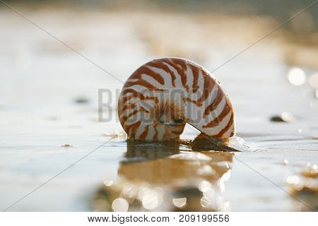 British summer  beach with nautilus pompilius sea shell