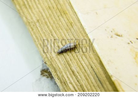 Pest Books And Newspapers. Insect Feeding On Paper - Silverfish