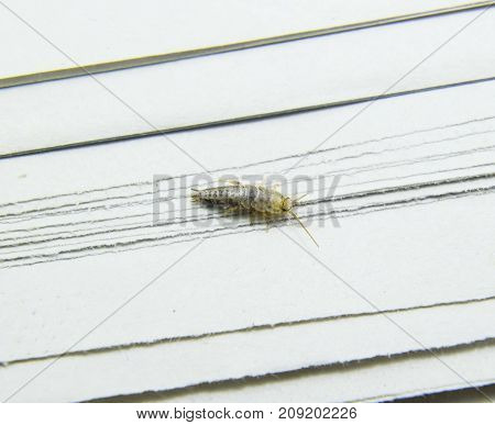 Pest Books And Newspapers. Insect Feeding On Paper - Silverfish