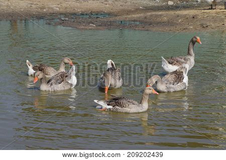 The Gray Goose Is Domestic. Homemade Gray Goose. Homemade Geese