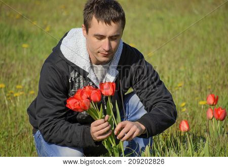 A man in a jacket on a field of tulips. Glade with tulips. A man is tearing tulips in a bouquet.