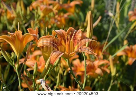 Flowers Of Orange Lilies. Lilies Among The Grass.