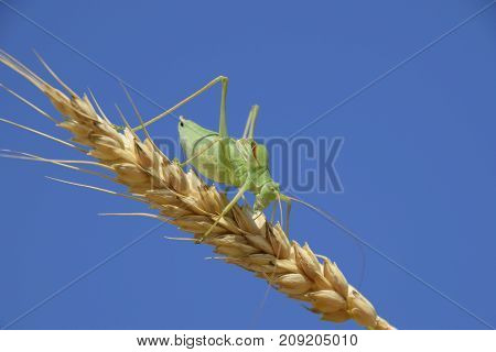 Isophya. Grasshopper Is An Isophy On A Wheat Spikelet. Isophya A