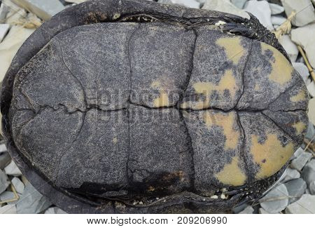 The tortoise lies upside down on the back. Ordinary river tortoise of temperate latitudes. The tortoise is an ancient reptile