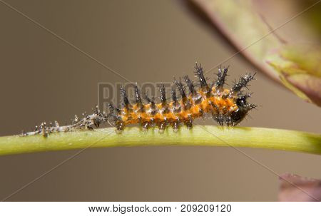 Three days old Gulf Fritillary butterfly caterpillar, right after shedding his first instar skin, visible behind him, waiting for his still translucent new exoskeleton to harden
