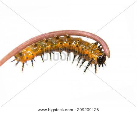 Five days old, second instar Gulf Fritillary butterfly caterpillar eating a Passion flower tendril, on white