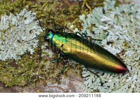 macro image of a beautiful shiny jewel beetle