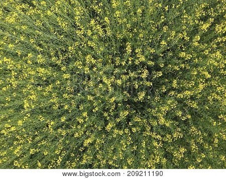 Field Of Flowering Rape. Top View From The Drone. Rape, A Sydera