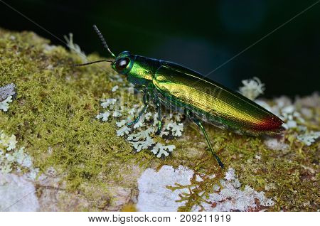 macro image of a beautiful shiny jewel beetle