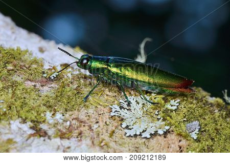 macro image of a beautiful shiny jewel beetle