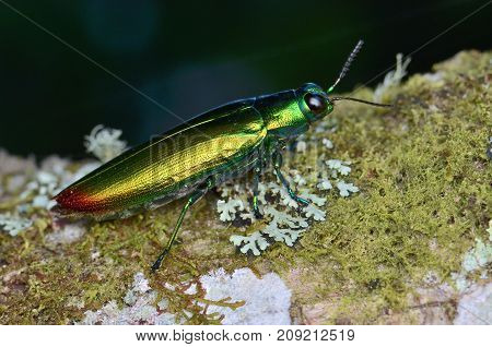 macro image of a beautiful shiny jewel beetle