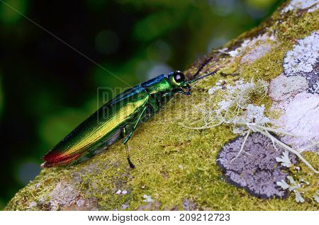 macro image of a beautiful shiny jewel beetle