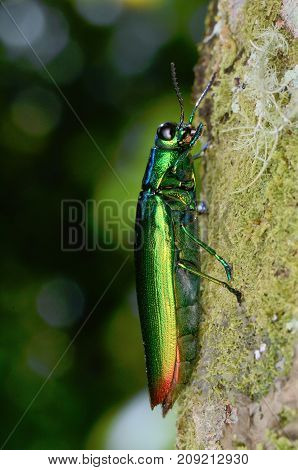 macro image of a beautiful shiny jewel beetle