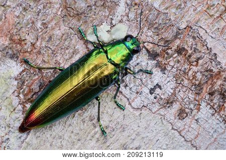 macro image of a beautiful shiny jewel beetle