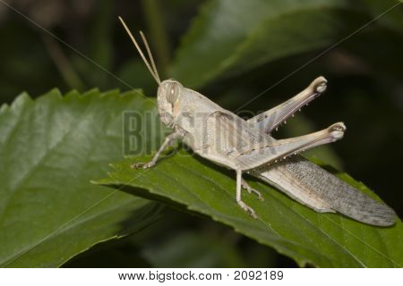 Grasshopper On Green Leaf