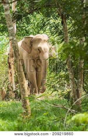 Wild elephant walking in forest in Kuiburi national park of Thailand