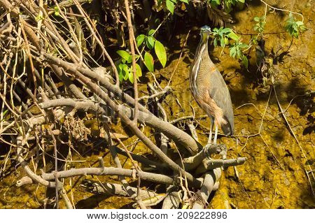 tiger heron costa rica that live along river and lake banks